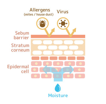 Sectional view of the skin. Healthy skin illustration.