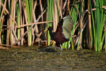 Jacana spinosa (Northern jacana)