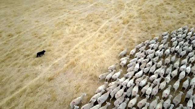 Large flock of domesticated sheep getting herded by working sheep dog, birds eye view.