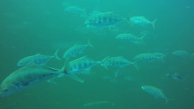 Trevally or Jack fish hunting in ocean of Thailand 