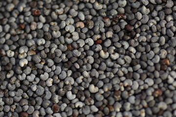 fresh green bean over a black background
