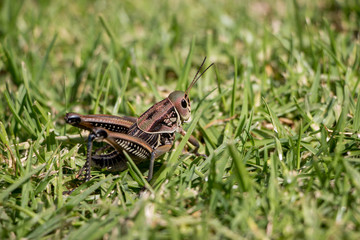 saltamontes