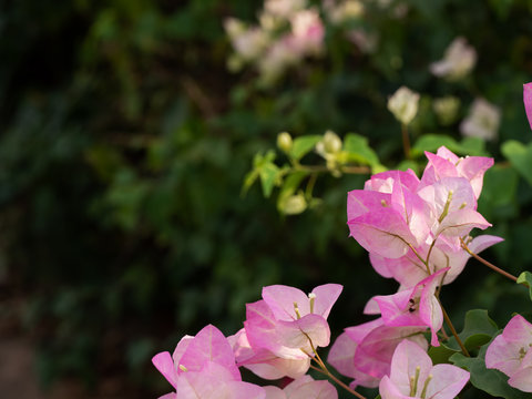 Close up Group of Pink Bougainvillea Flowers Isolated on Blurry Background