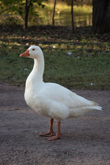 pato1