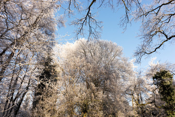 View of into the crown of winter trees