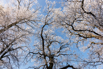 View of into the crown of winter trees
