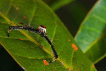 colorful jumping spider straight leg standing on green leaf