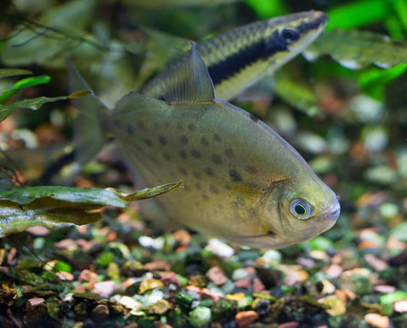 Spotted Silver Dollar fish in freshwater tropical densely planted aquarium (blurred Flying Fox fish in a  background) 
