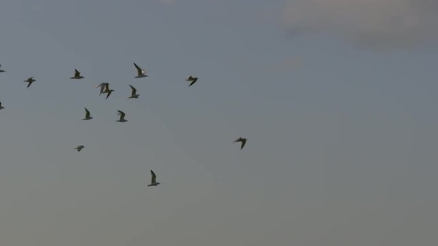 Flock of terns flying in slow motion