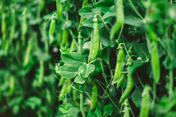growing peas in pods, active green