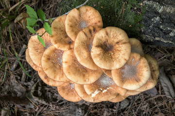 Honey mushrooms. View from above. Group of ripe mushrooms of beige color on a forest background.