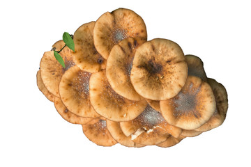 Honey mushrooms. View from above. A group of ripe mushrooms of beige color is isolated on a white background.