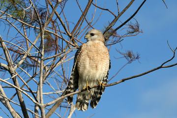 Red-shouldered Hawk , Buteo lineatus, in a cypress tree in Everglades National Park, Florida.