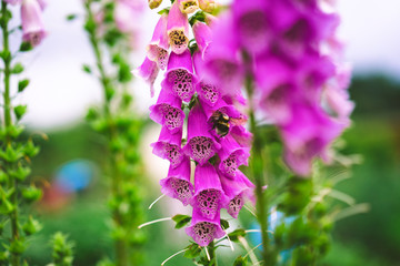 digitalis pink, garden flowers