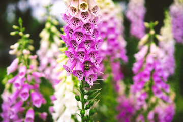 digitalis pink, garden flowers © Yuliya Kirayonak