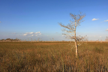 Dwarf Cypress Trees the sawgrass prairie of Everglades National Park, Florida.