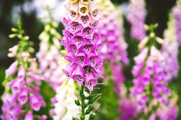 digitalis pink, garden flowers © Yuliya Kirayonak