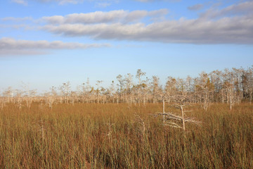 Dwarf Cypress Trees the sawgrass prairie of Everglades National Park, Florida.