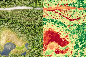 Aerial orthomosaic and NDVI image of boggy forest - obrazy, fototapety, plakaty