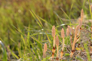 つくし　春の風景

