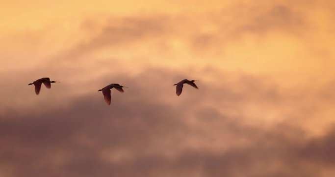 A gorgeous shot of a flock of Roseate Spoonbill birds flying in slow motion at sunset with beautiful clouds and golden hour sky