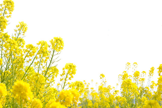 菜の花 の画像 99 412 件の Stock 写真 ベクターおよびビデオ Adobe Stock