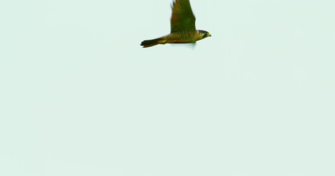 Peregrine Falcon flying in slow motion against an isolated clean white sky