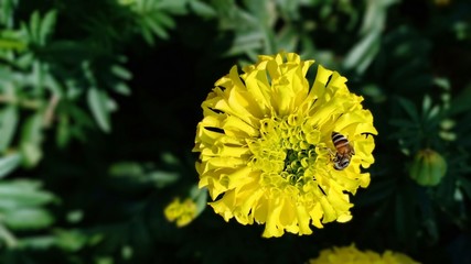 Marigold flower volume 23655