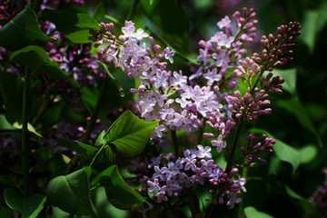 Lilac flowers. Green branch with spring lilac flowers. Delicate lilac on green natural background. Spring branch of blossoming lilac.