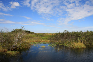 Fototapeta na wymiar Everglades National Park waterscape along the Anhinga Trail.