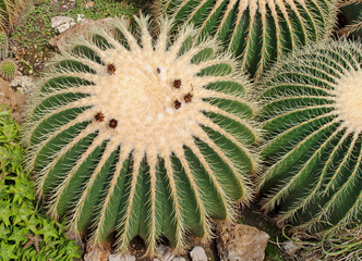 Goldkugelkaktus, Echinocactus grusonii