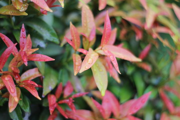 red leafs