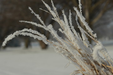 frost on branches