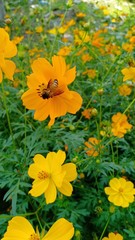 Fototapeta premium Starburst flowers blooming volume 656