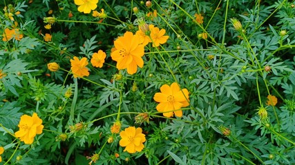 Starburst flowers blooming volume 58565