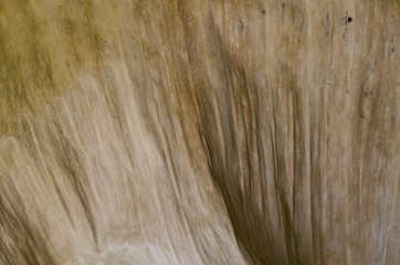 Brown color of dry banana leaf for background photo.