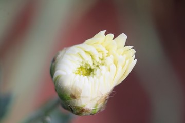 closeup of white flowery