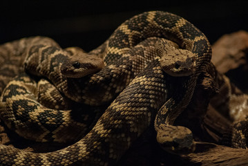 three rattlensakes
