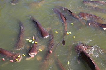 Feeding striped catfish in pond. Thai Iridescent sharks eating food in river.