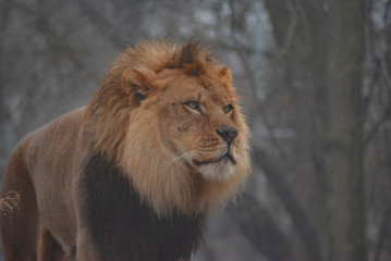 male lion in the snow