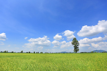 Fototapeta na wymiar Beautiful puffy cloud on blue sky in young green paddy rice field and tree. Landscape summer scene background.
