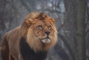 male lion in the snow