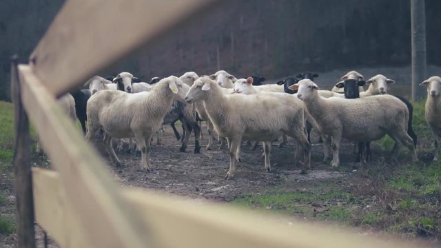 Flock of sheep standing on field and mud, wooden fance foreground, forest background