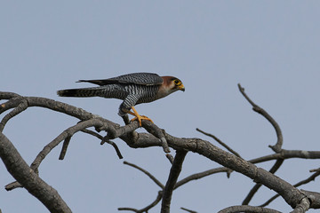 Red-necked falcon (Falco chicquera)