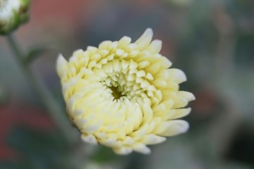 Chrysanthemum flower 