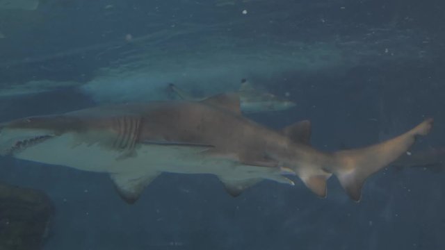 Shark and various kinds of fish swimming in the main tank. A fish tank full of swimming sharks and other aquatic animals. Fish swimming among sharks