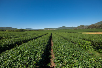 Fototapeta na wymiar Organic tea plantation farm in highland northern Thaiand in blue sky.