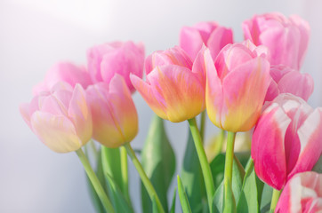 Beautiful pink tulip background