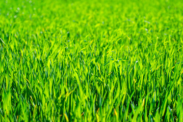 green grass background with selective focus