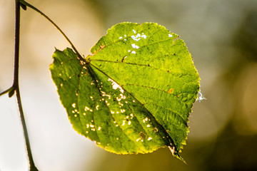 autumnal painted lime tree leaf in back light